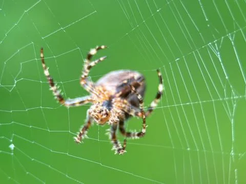 Spider on spider web on a normal day Stock Photos