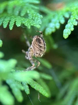 Spider on spider web on a normal day Stock Photos