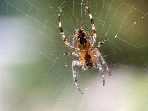 Spider on spider web on a normal day Stock Photos