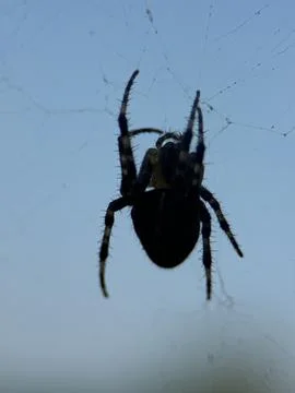 Spider on spider web on a normal day Foto stock