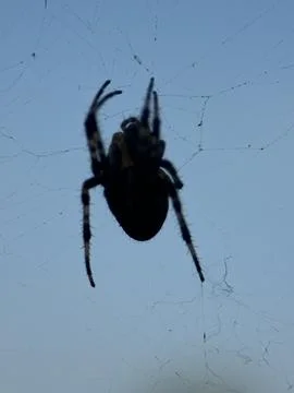 Spider on spider web on a normal day Stock Photos