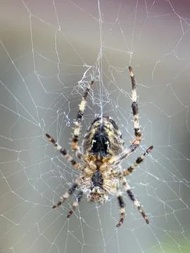 Spider on spider web on a normal day Stock Photos