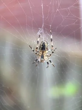 Spider on spider web on a normal day Stock Photos