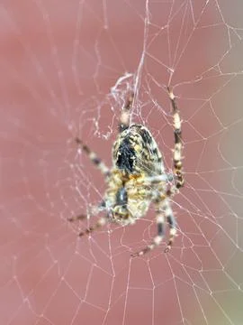 Spider on spider web on a normal day Stock Photos