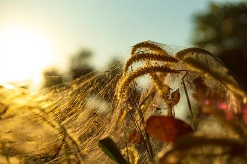 Spider on the spider web or cobweb and light of sunset. Stock Photos