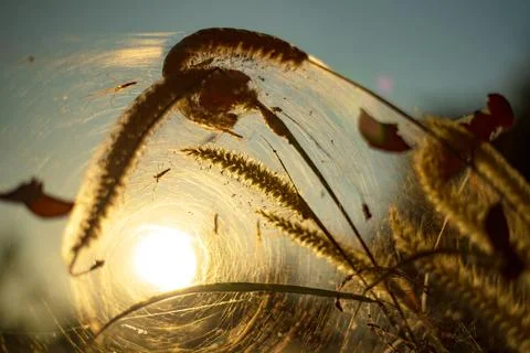Spider on the spider web or cobweb and light of sunset. Stock Photos