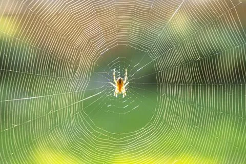 Spider on spider web over blurred green trees background. Macro shot spider.. Stock Photos