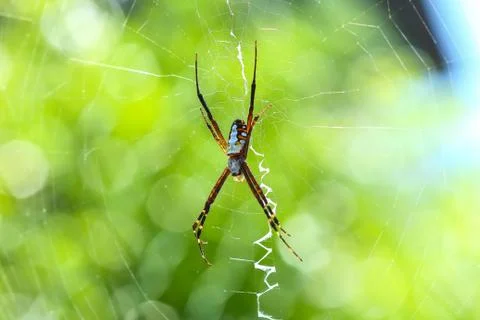Spider on spider web with. Stock Photos