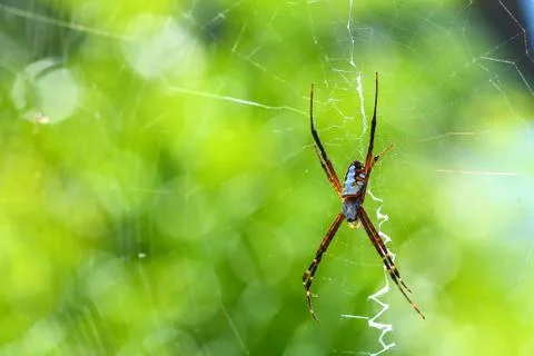 Spider on spider web with. Stock Photos
