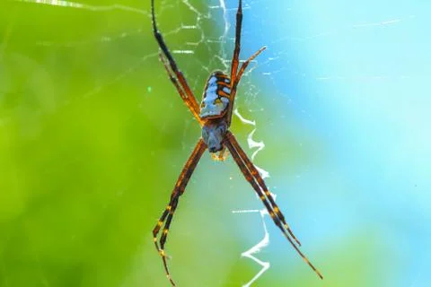 Spider on spider web with. Foto stock