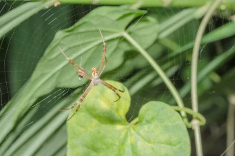 Spider on the spider web Stock Photos