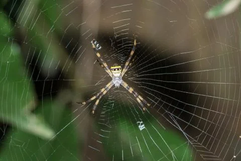 Spider on the spider web Stock Photos