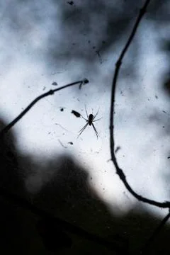 Spider with spider web Stock Photos