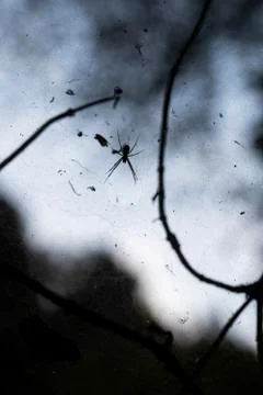 Spider with spider web Stock Photos