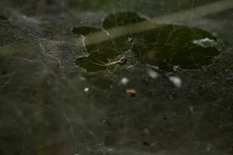 Spider with spider web Stock Photos