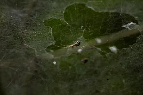Spider with spider web Stock Photos