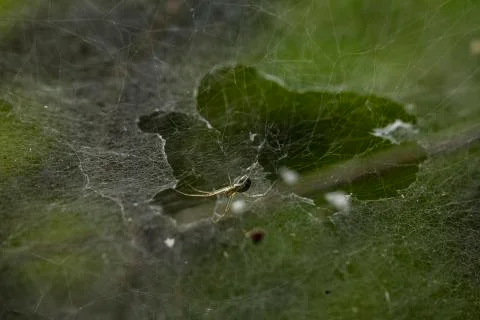 Spider with spider web Stock Photos