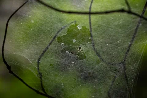 Spider with spider web Stock-Fotos