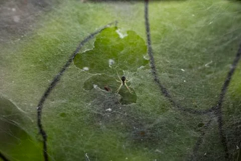 Spider with spider web Stock Photos
