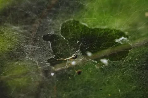Spider with spider web Stock Photos