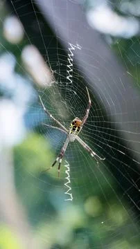Spider on a spider web. Stock Photos