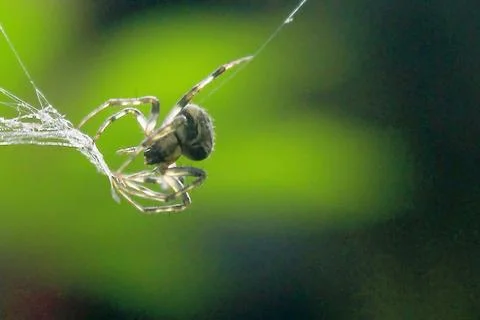 Spider on the spider web Stock Photos