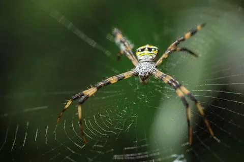 Spider on the spider web Stock Photos
