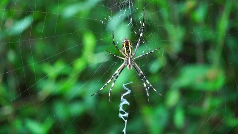 Spider on the spider web. spider in the bush Video stock 93897971
