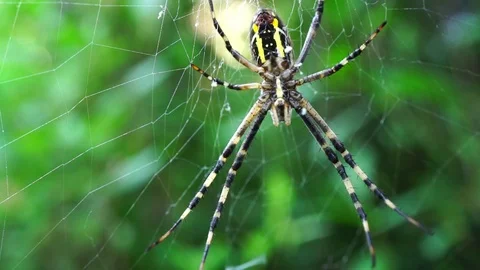 Spider on the spider web. spider in the bush Video stock 93912814