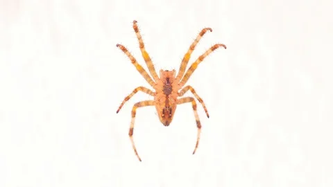 Spider on spider web on white background Stock Footage 119488352