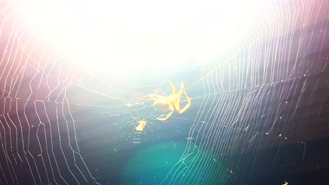 Spider in Spider Web in a Windy Day with Light Effect Stock Footage 162963675