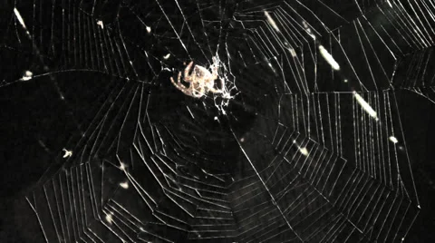 Spider in spider web without background Video stock 31127434