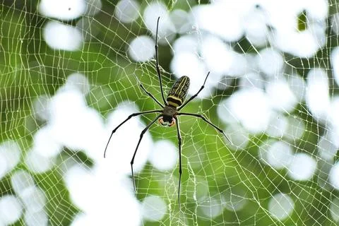 A spider is in a spider's web made on a tree in a park Stock Photos