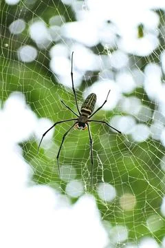 A spider is in a spider's web made on a tree in a park Stock Photos