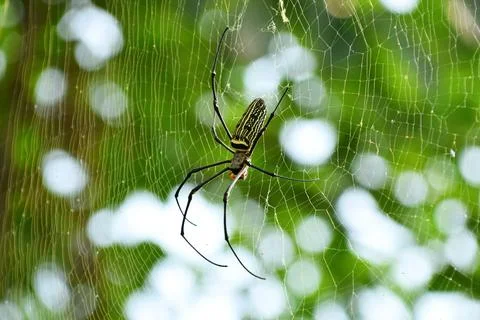 A spider is in a spider's web made on a tree in a park Stock Photos