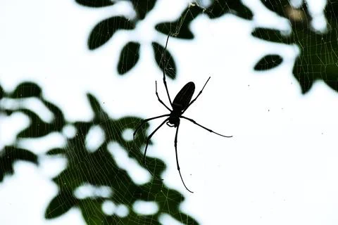 A spider is in a spider's web made on a tree in a park Stock Photos