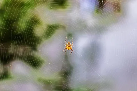 A spider on the spider's web Stock Photos
