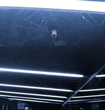 Spider In A Spider's Web Stock Photos