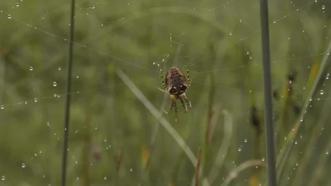 Spider in a spiders web with raindrops Stock Footage 117558898