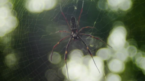 Spider on spiderweb 1 Stock Footage 154654013