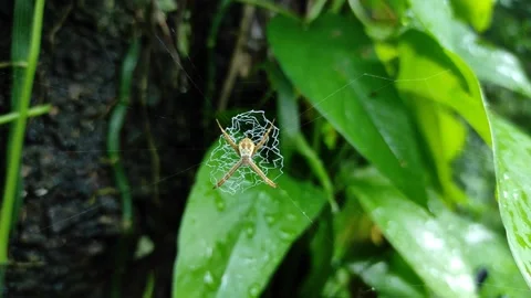 Spider on spiderweb close shot Stock Footage 161691060