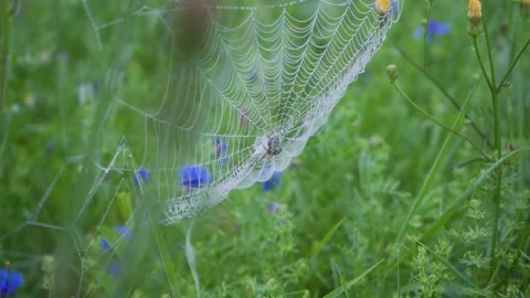 Spider on a spiderweb with dew drops. Stock Footage 137728090