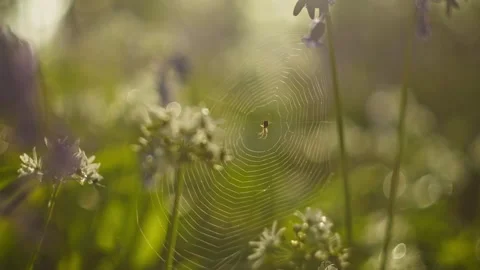 Spider, Spiderweb, Flowers, Forest Stock Footage 311818602