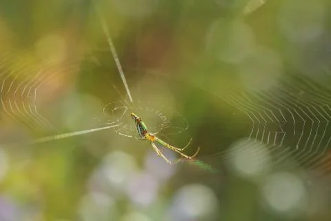 Spider. Spiderweb on a meadow. Stock Photos