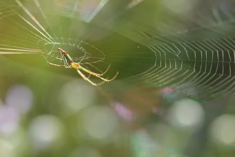 Spider. Spiderweb on a meadow. Stock Photos