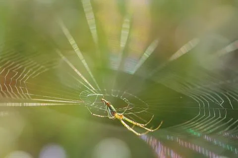 Spider. Spiderweb on a meadow. Stock Photos