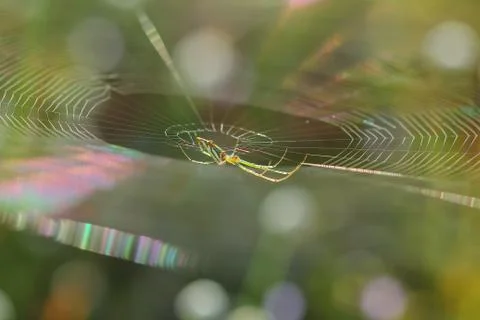 Spider. Spiderweb on a meadow. Stock Photos