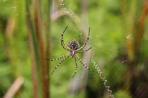 Spider on a spiderweb Stock Photos