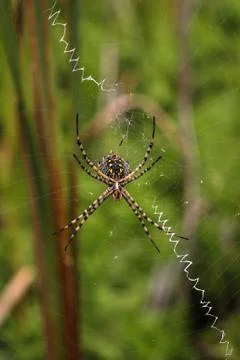 Spider on a spiderweb Foto stock