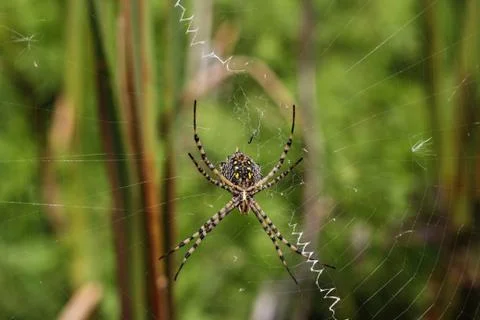 Spider on a spiderweb Stock Photos